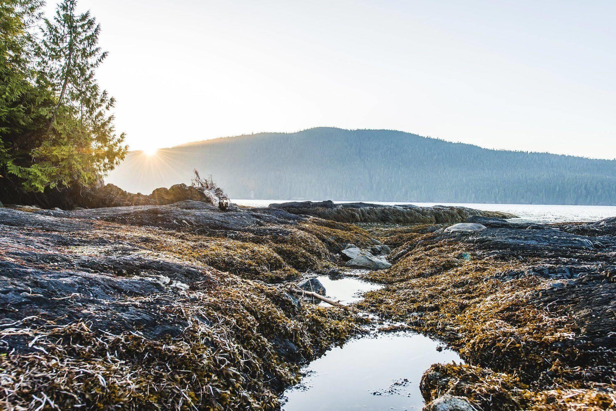 Wild Renfrew Seaside Cottages Port Renfrew Eksteriør billede